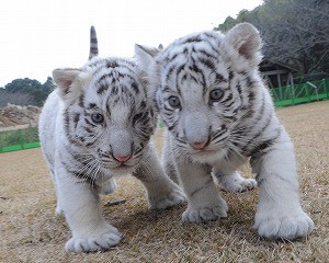 ペットにしたいのは？