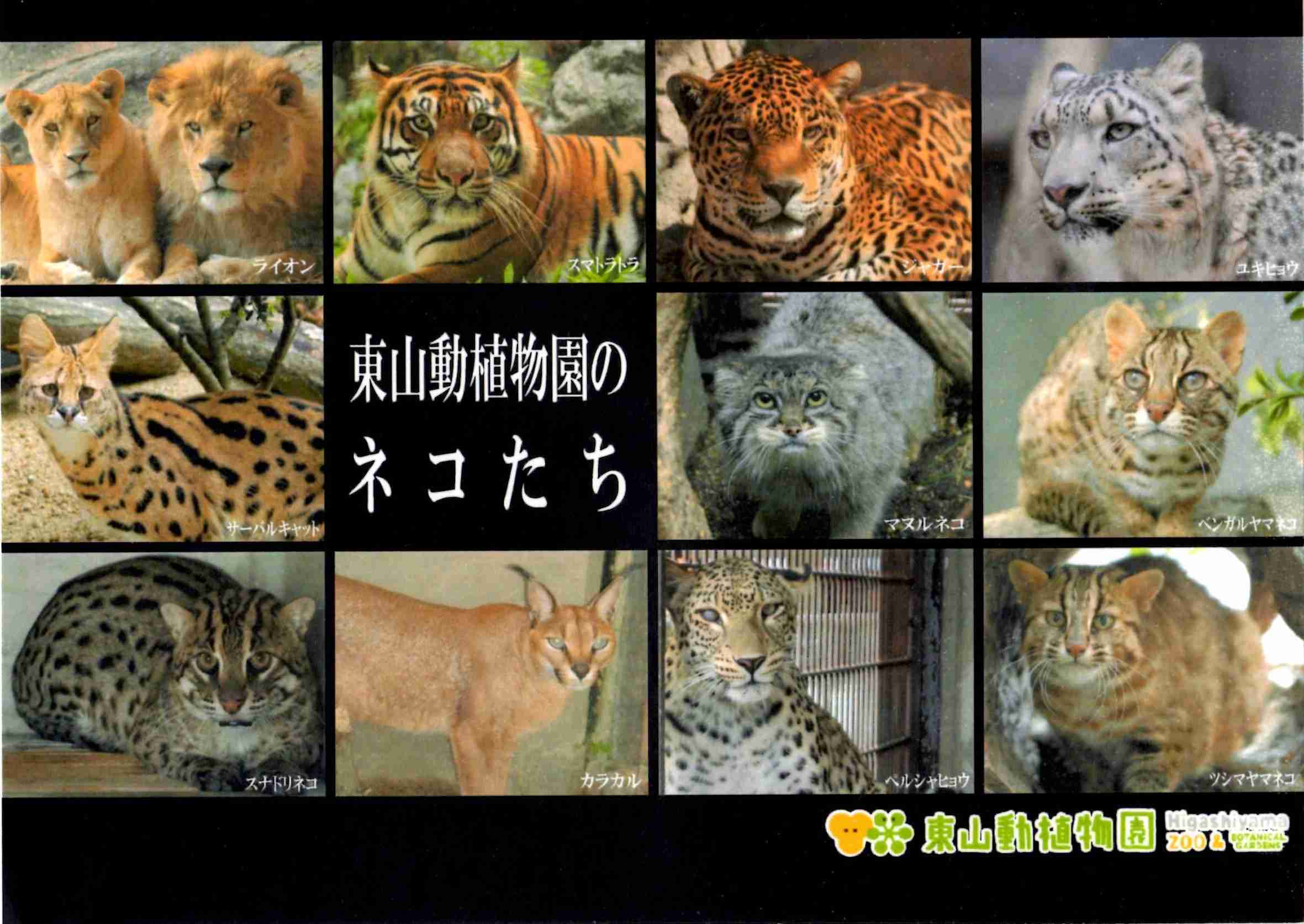 ペットにしたいのは？