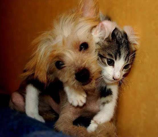犬と猫どちらも好きな人が集まるトピ♡