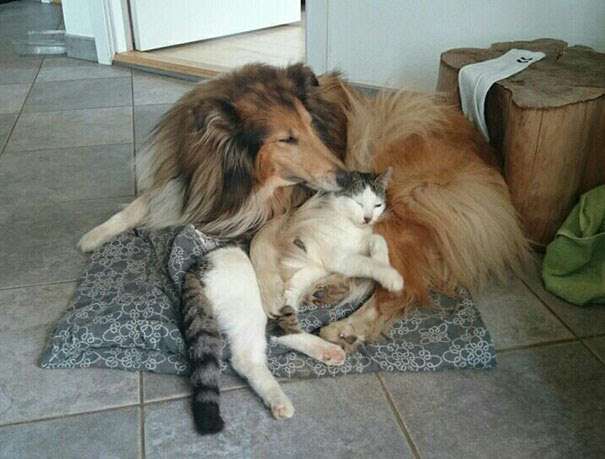 犬と猫どちらも好きな人が集まるトピ♡