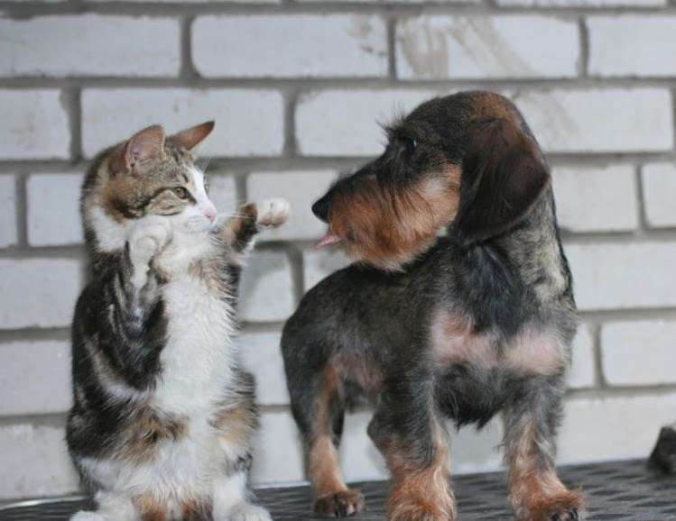 犬と猫どちらも好きな人が集まるトピ♡