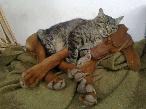 犬と猫どちらも好きな人が集まるトピ♡