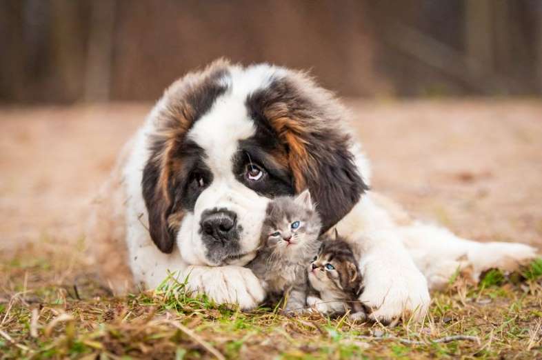 犬と猫どちらも好きな人が集まるトピ♡