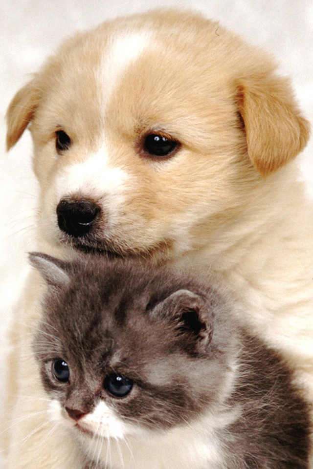 犬と猫どちらも好きな人が集まるトピ♡