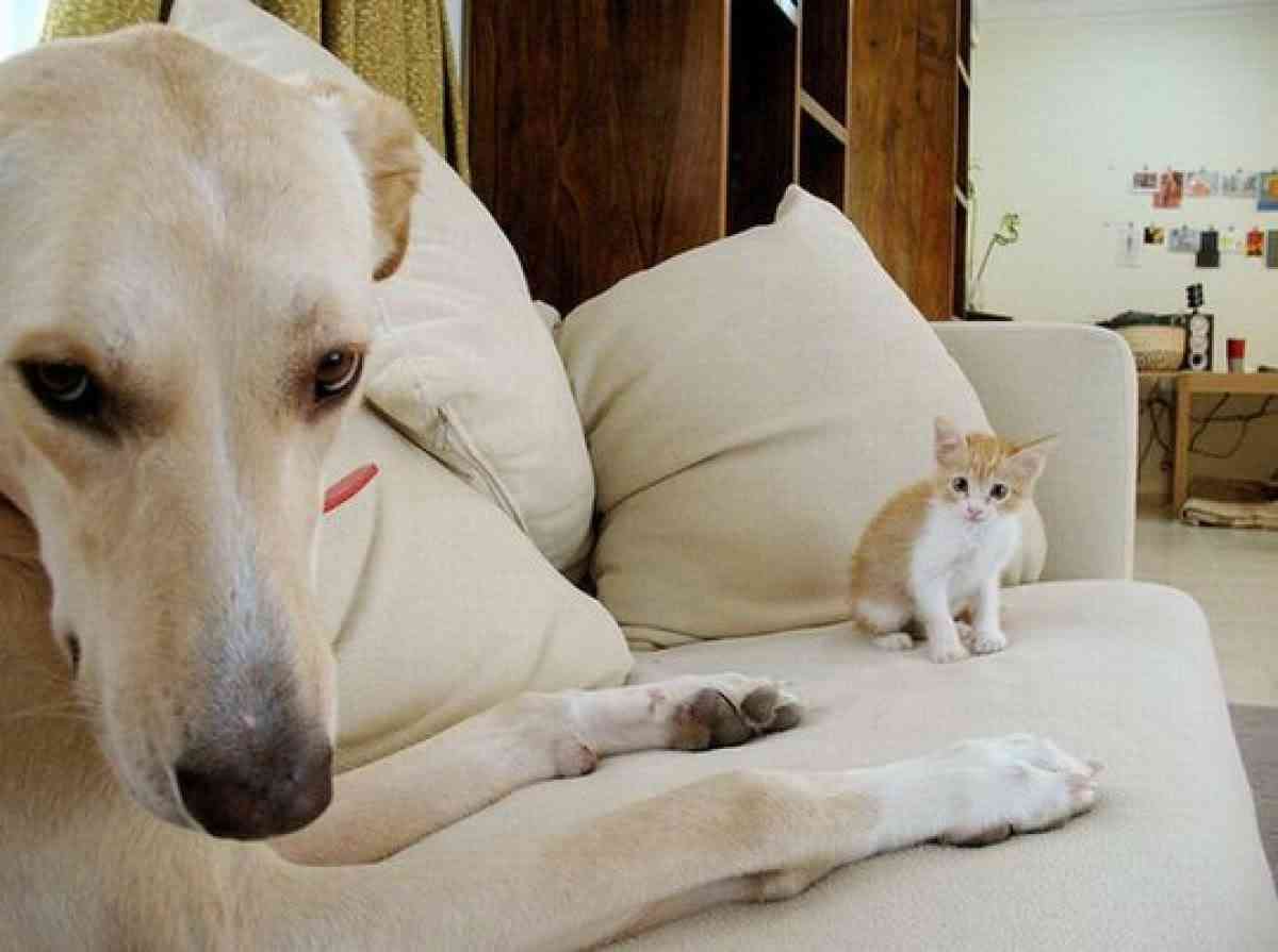 犬と猫どちらも好きな人が集まるトピ♡