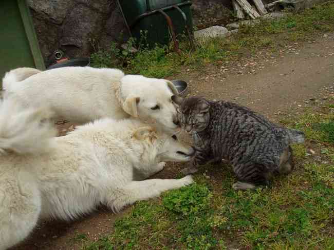 犬と猫どちらも好きな人が集まるトピ♡