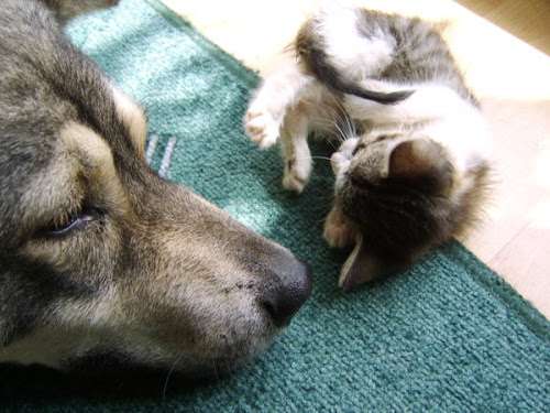 犬と猫どちらも好きな人が集まるトピ♡