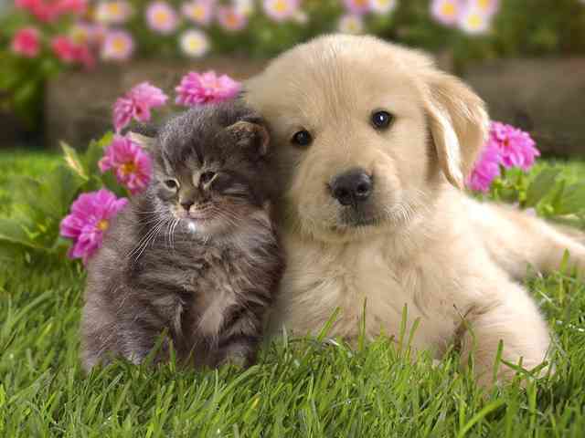 犬と猫どちらも好きな人が集まるトピ♡