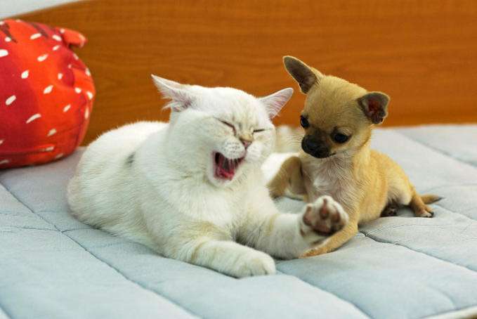 犬と猫どちらも好きな人が集まるトピ♡