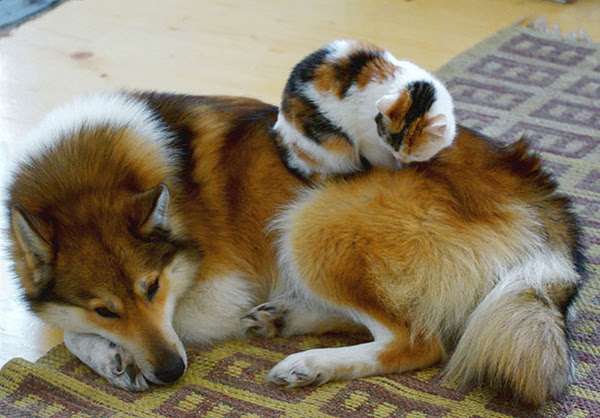 犬と猫どちらも好きな人が集まるトピ♡
