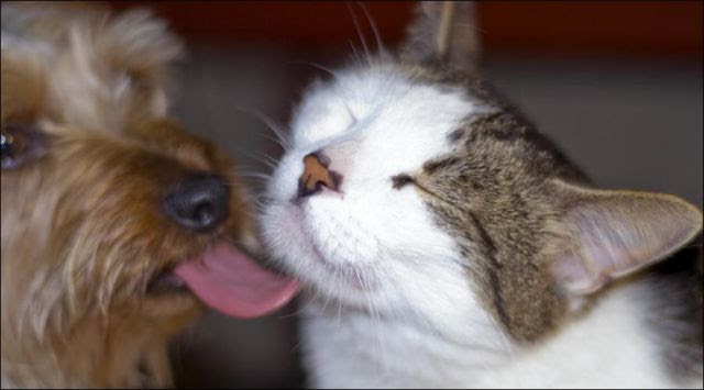 犬と猫どちらも好きな人が集まるトピ♡