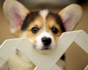 犬と猫どちらも好きな人が集まるトピ♡