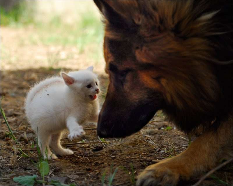 犬と猫どちらも好きな人が集まるトピ♡
