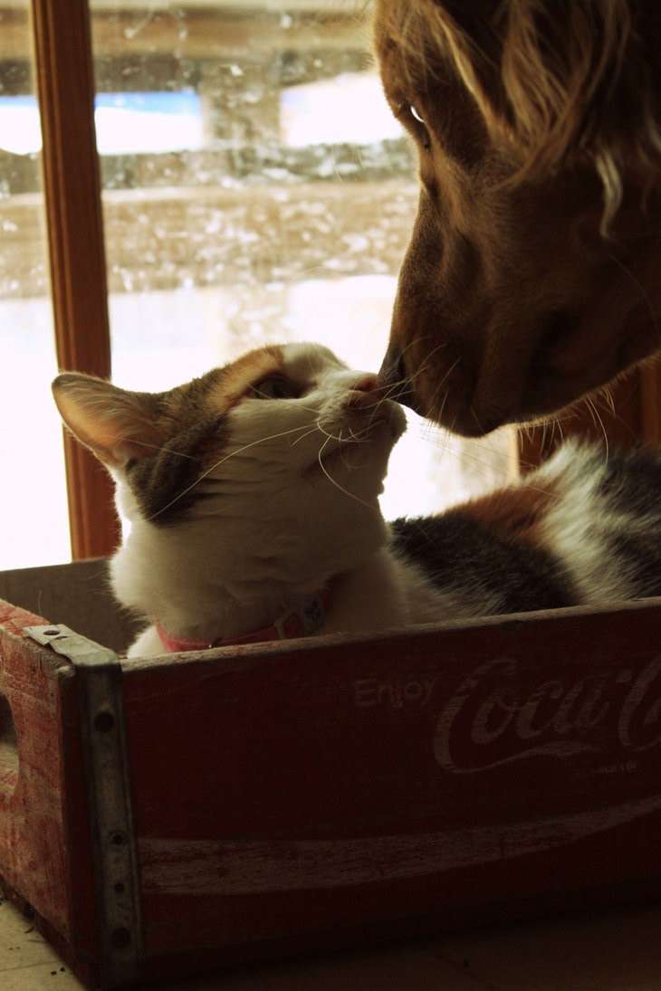 犬と猫どちらも好きな人が集まるトピ♡