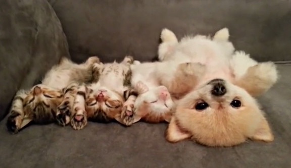 犬と猫どちらも好きな人が集まるトピ♡