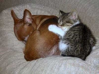 犬と猫どちらも好きな人が集まるトピ♡