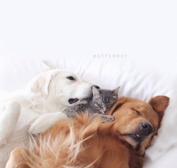 犬と猫どちらも好きな人が集まるトピ♡