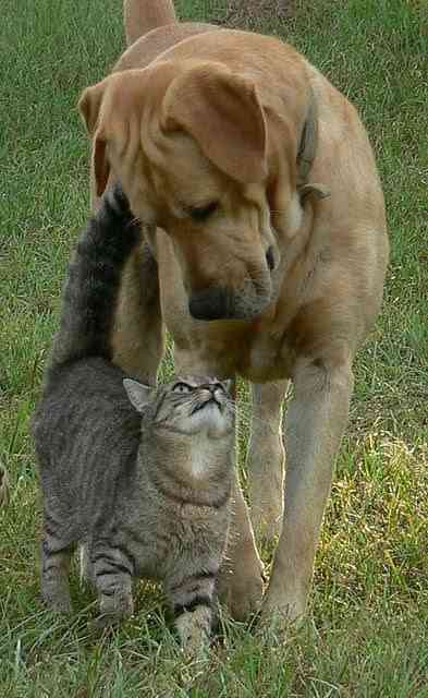 犬と猫どちらも好きな人が集まるトピ♡