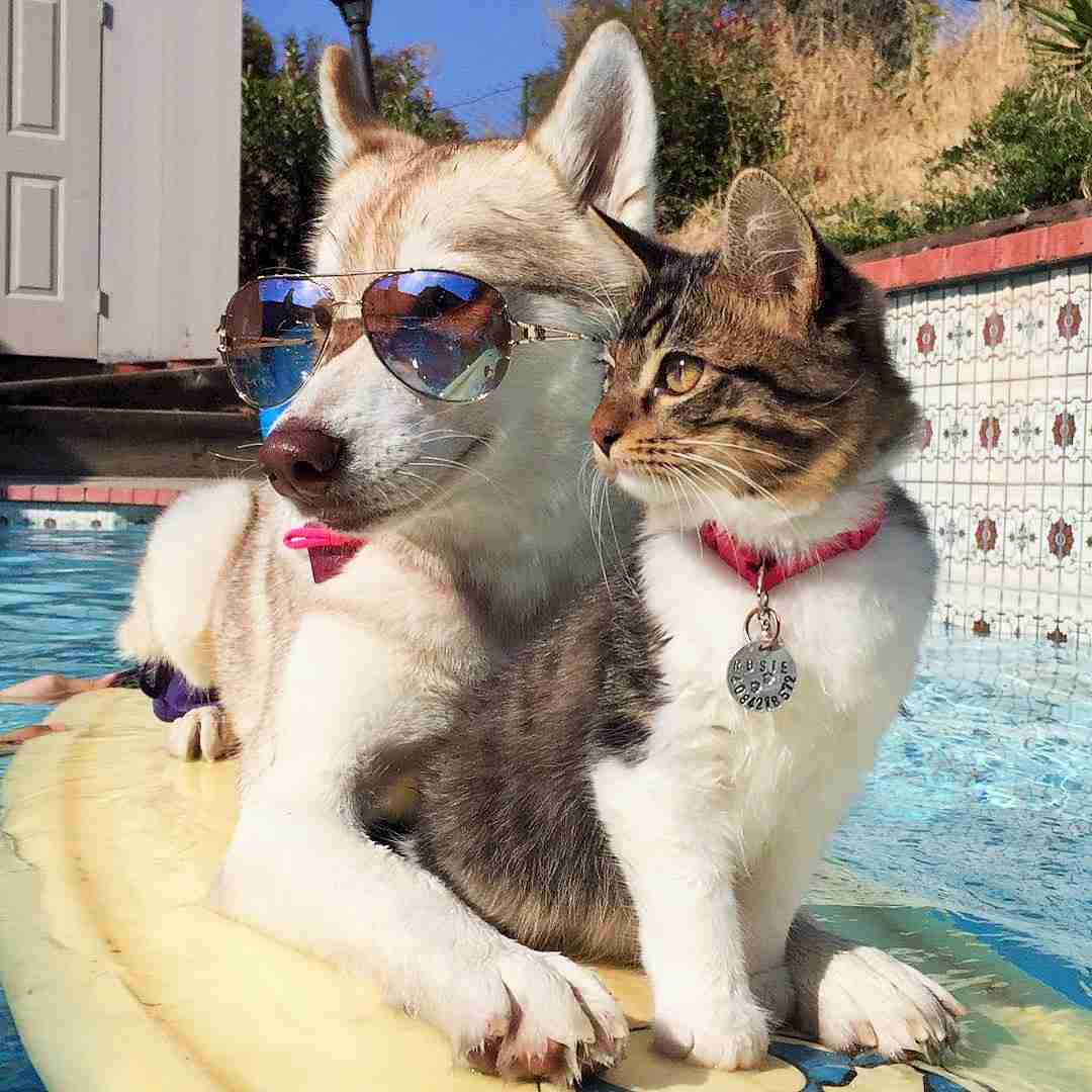 犬と猫どちらも好きな人が集まるトピ♡