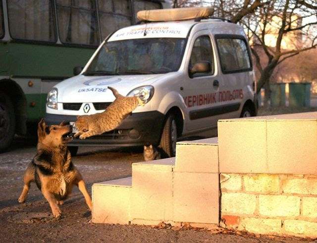 犬と猫どちらも好きな人が集まるトピ♡