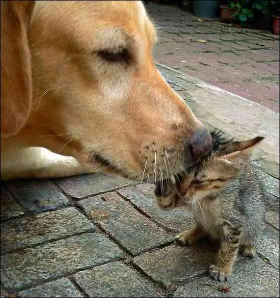 犬と猫どちらも好きな人が集まるトピ♡