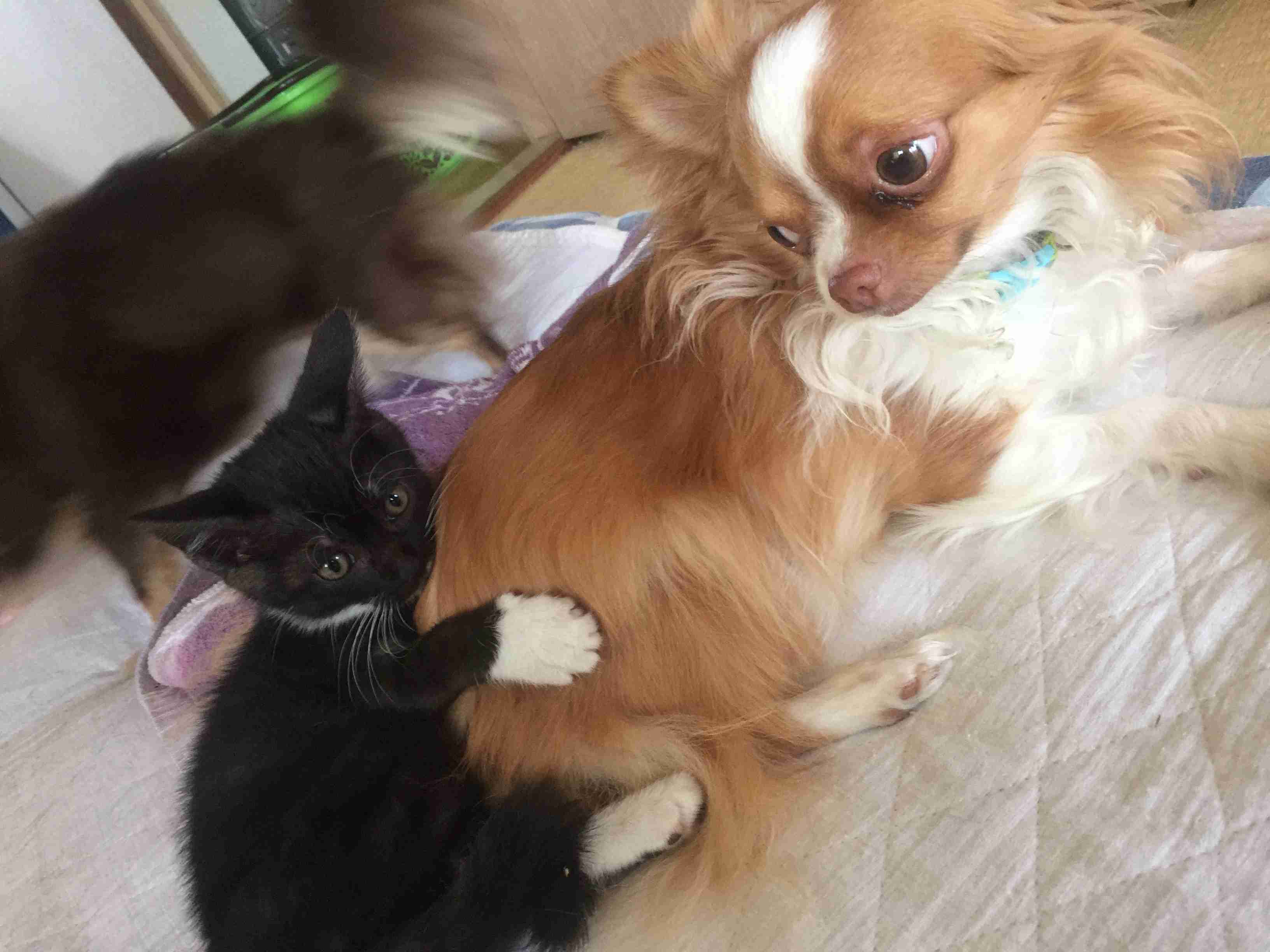 犬と猫どちらも好きな人が集まるトピ♡