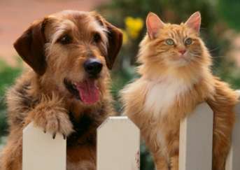 犬と猫どちらも好きな人が集まるトピ♡