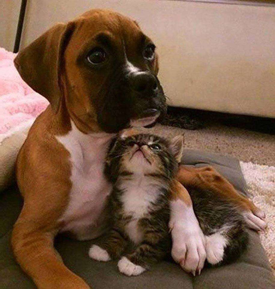 犬と猫どちらも好きな人が集まるトピ♡