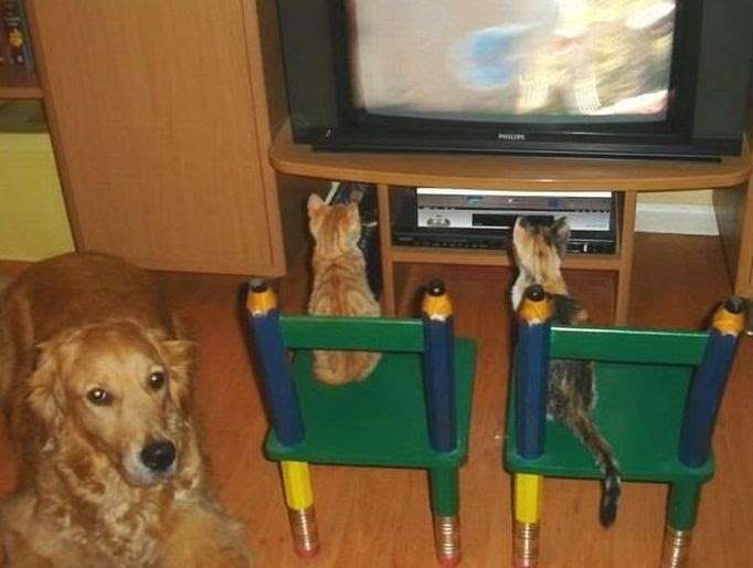 犬と猫どちらも好きな人が集まるトピ♡
