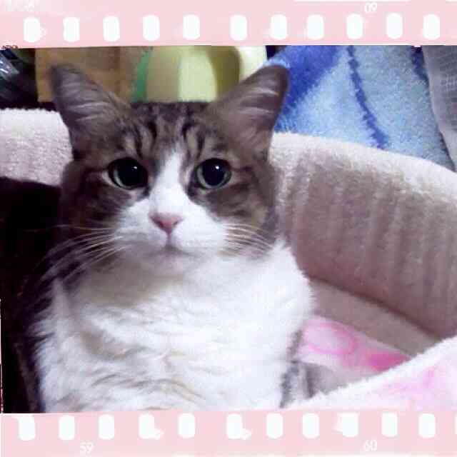 犬と猫どちらも好きな人が集まるトピ♡