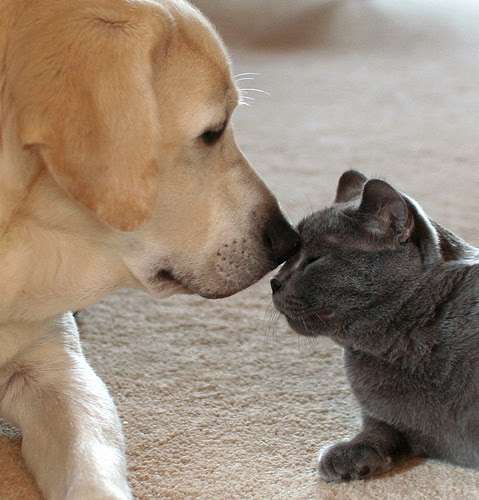 犬と猫どちらも好きな人が集まるトピ♡
