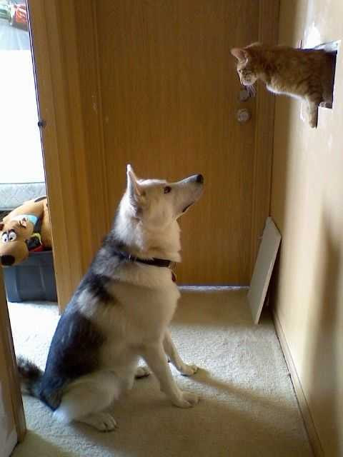 犬と猫どちらも好きな人が集まるトピ♡