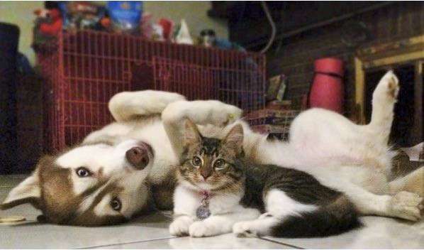 犬と猫どちらも好きな人が集まるトピ♡