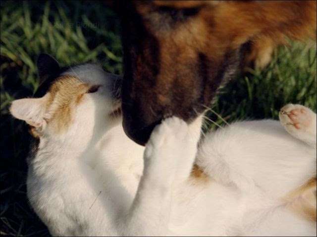犬と猫どちらも好きな人が集まるトピ♡