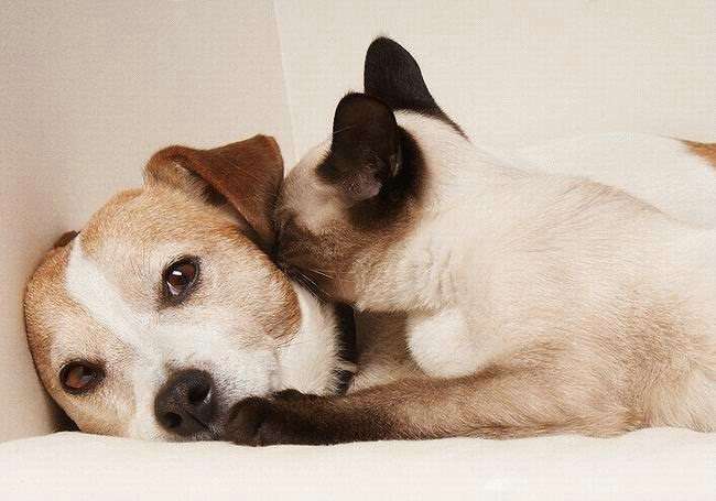 犬と猫どちらも好きな人が集まるトピ♡