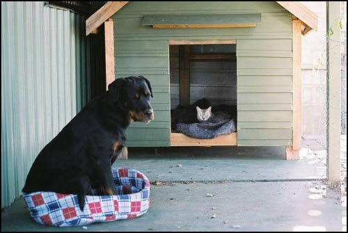 犬と猫どちらも好きな人が集まるトピ♡