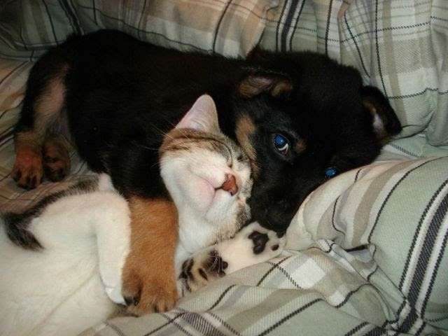 犬と猫どちらも好きな人が集まるトピ♡
