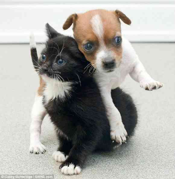 犬と猫どちらも好きな人が集まるトピ♡