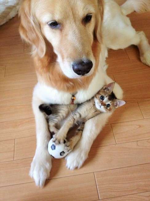 犬と猫どちらも好きな人が集まるトピ♡
