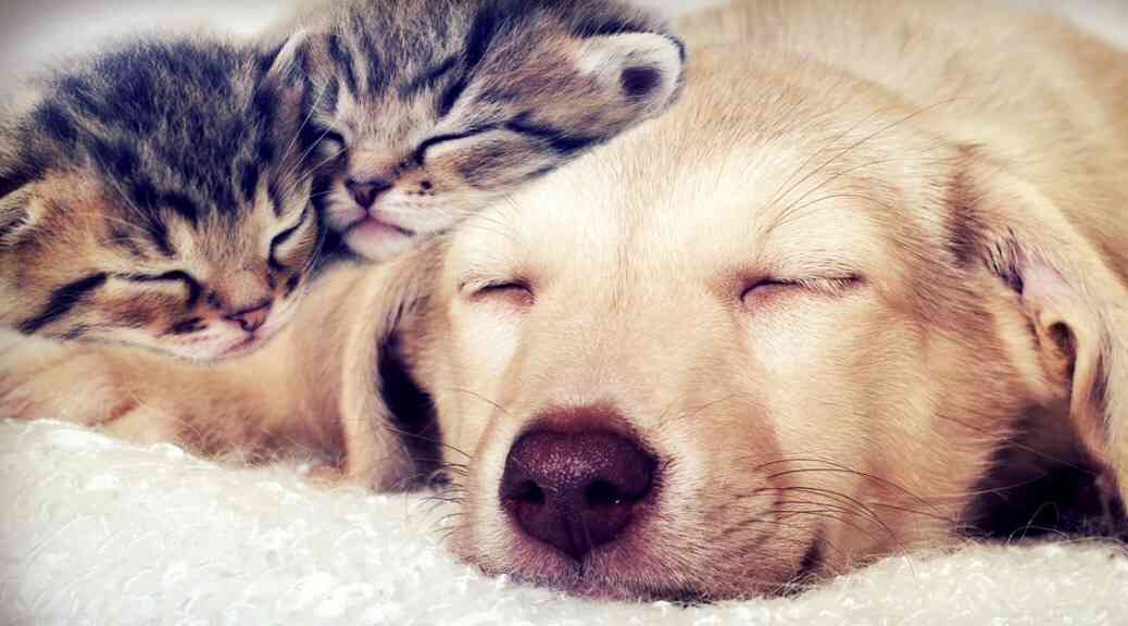 犬と猫どちらも好きな人が集まるトピ♡