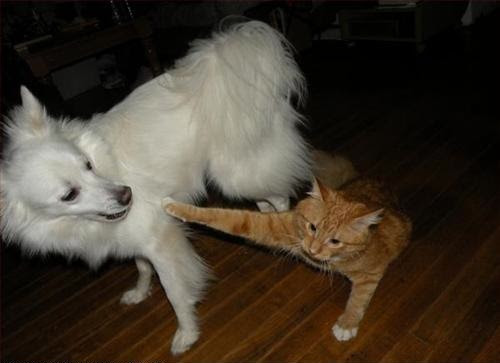 犬と猫どちらも好きな人が集まるトピ♡