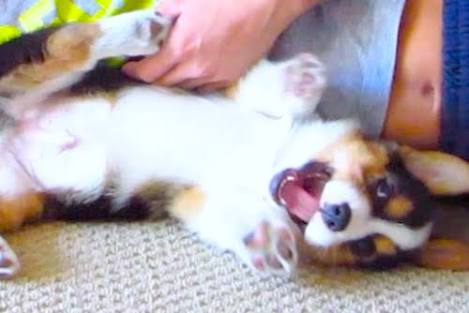犬と猫どちらも好きな人が集まるトピ♡