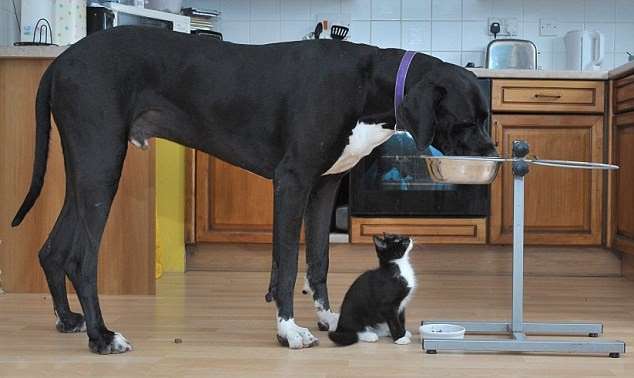 犬と猫どちらも好きな人が集まるトピ♡