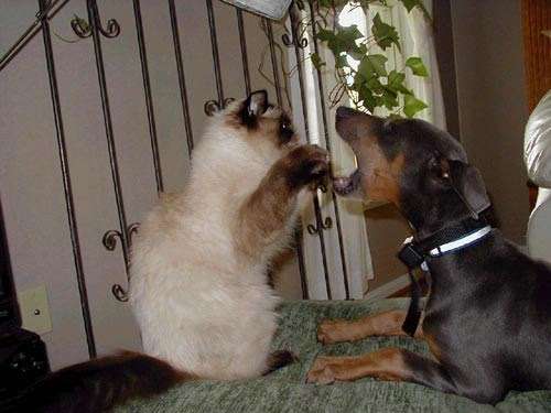 犬と猫どちらも好きな人が集まるトピ♡