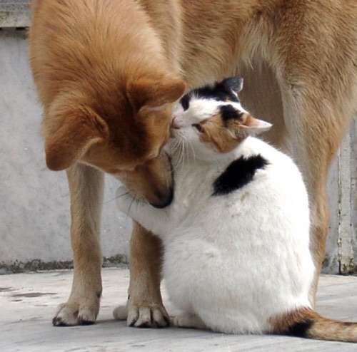 犬と猫どちらも好きな人が集まるトピ♡