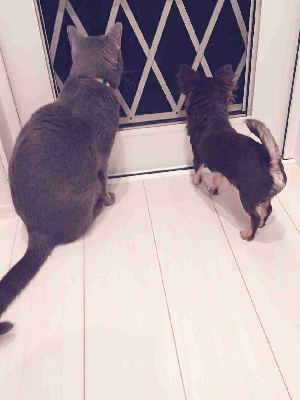 犬と猫どちらも好きな人が集まるトピ♡