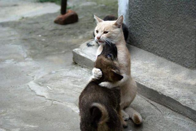 犬と猫どちらも好きな人が集まるトピ♡