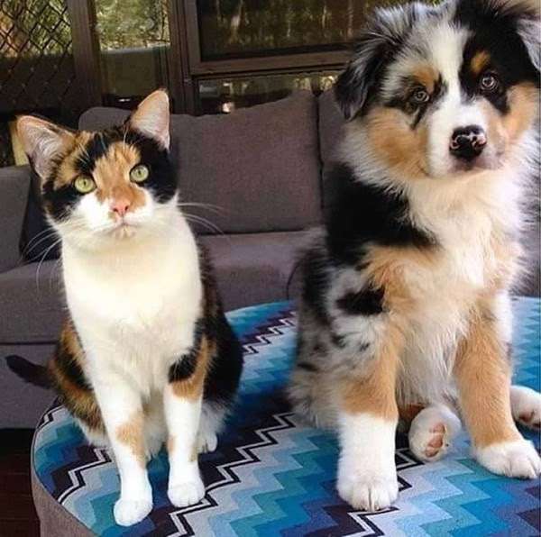 犬と猫どちらも好きな人が集まるトピ♡