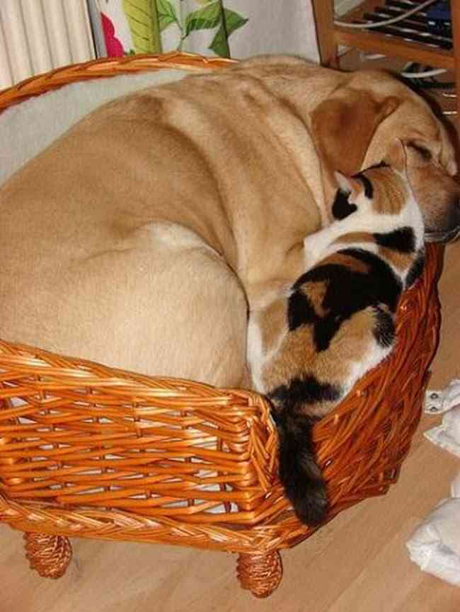 犬と猫どちらも好きな人が集まるトピ♡