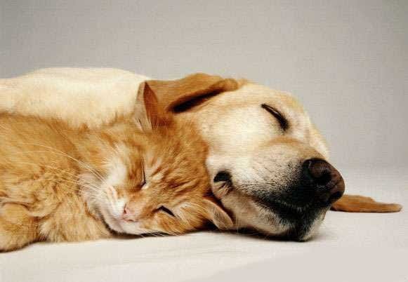 犬と猫どちらも好きな人が集まるトピ♡